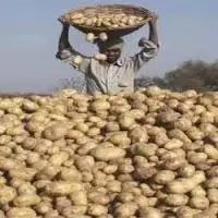 Potato
